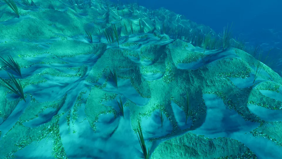Seagrass meadow, 8 m