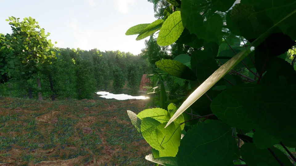 Into the forest
