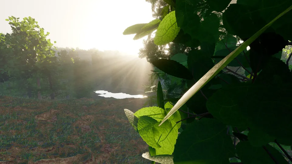 Morning mist